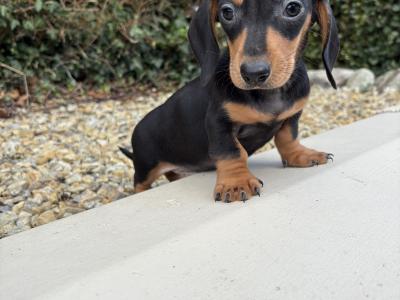 Genuine health checked miniature Dachshunds in Longford **trained**
