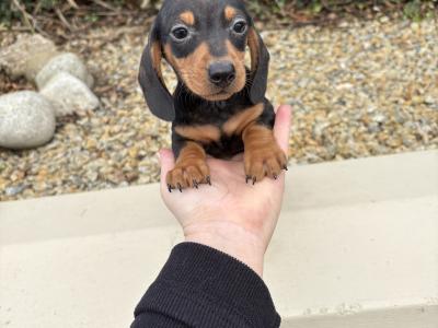 Genuine health checked miniature Dachshunds in Longford **trained**