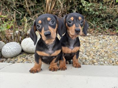 Genuine health checked miniature Dachshunds in Longford **trained**