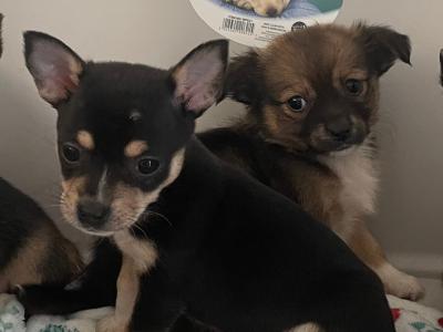 Male beautiful Chihuahua puppy in Galway ready for new homes
