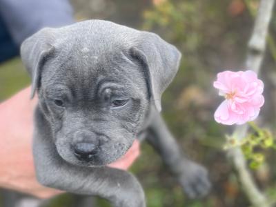IKC Registered Healthy Champion Blue Staffordshire Bull Terrier puppies in Dublin