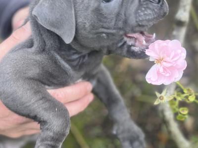 IKC Registered Healthy Champion Blue Staffordshire Bull Terrier puppies in Dublin