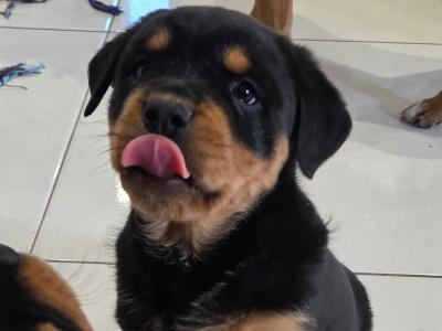 2 Female IKC Registered(pending) Rottweiler puppies-  for sale in Kilkenny