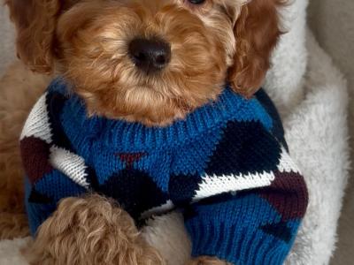 🌟Beautiful Maltipoo puppies in Wexford🌟