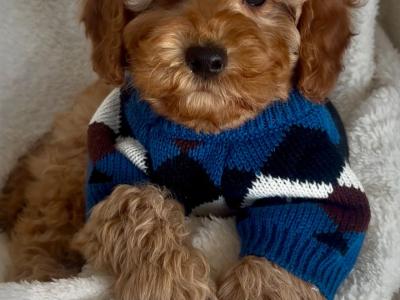 🌟Beautiful Maltipoo puppies in Wexford🌟