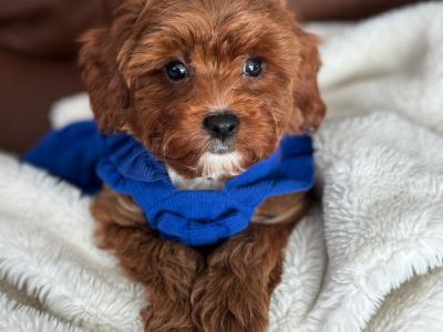 🌟Beautiful Maltipoo puppies in Wexford🌟