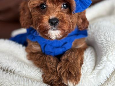🌟Beautiful Maltipoo puppies in Wexford🌟