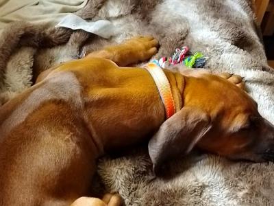 Female Rhodesian Ridgeback puppy 6 months old for sale in Wexford
