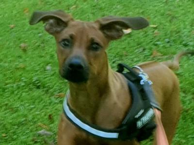 Female Rhodesian Ridgeback puppy 6 months old for sale in Wexford