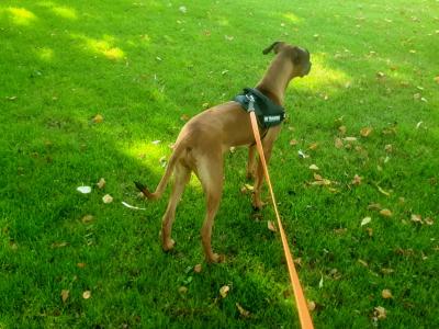 Female Rhodesian Ridgeback puppy 6 months old for sale in Wexford