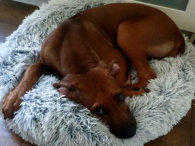 Female Rhodesian Ridgeback puppy 6 months old for sale in Wexford