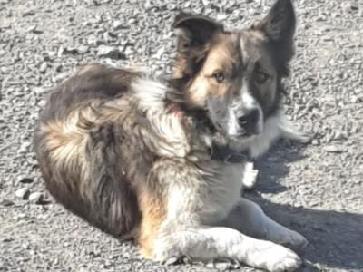 Male Border Collie X Jack Russell/Pomeranian, 14 months old in Kildare