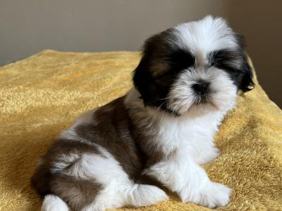 Champion Pedigree Shih Tzu puppies in Galway