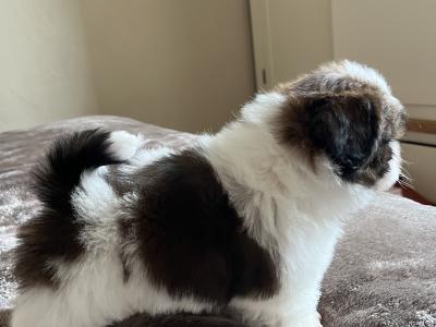 Champion Pedigree Shih Tzu puppies in Galway