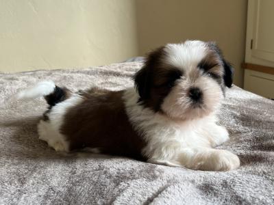 Champion Pedigree Shih Tzu puppies in Galway