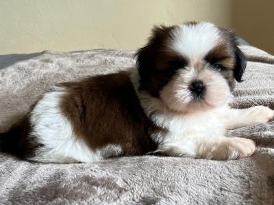 Champion Pedigree Shih Tzu puppies in Galway
