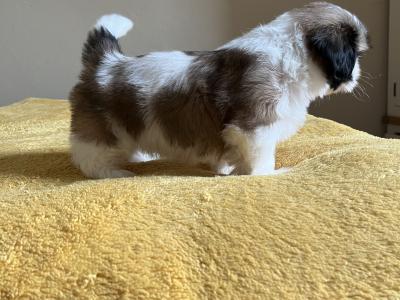 Champion Pedigree Shih Tzu puppies in Galway
