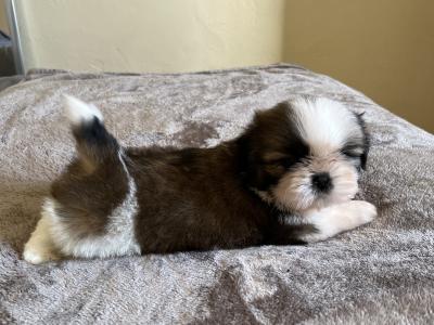 Champion Pedigree Shih Tzu puppies in Galway