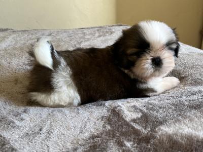 Champion Pedigree Shih Tzu puppies in Galway