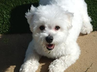 Purebred Maltese for stud