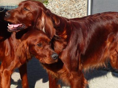Irish Red Setter puppies in Waterford