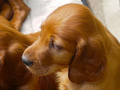 Irish Red Setter puppies in Waterford