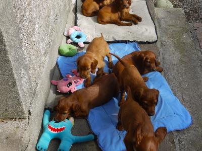 Irish Red Setter puppies in Waterford