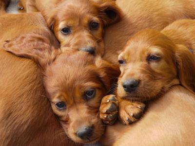 Irish Red Setter puppies in Waterford