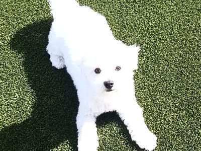 Purebred Maltese for stud