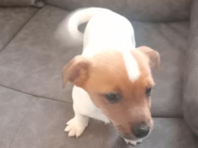 Jack Russell puppies in Wicklow