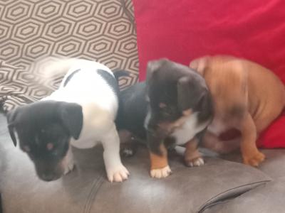 Jack Russell puppies in Wicklow