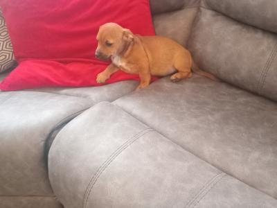 Jack Russell puppies in Wicklow