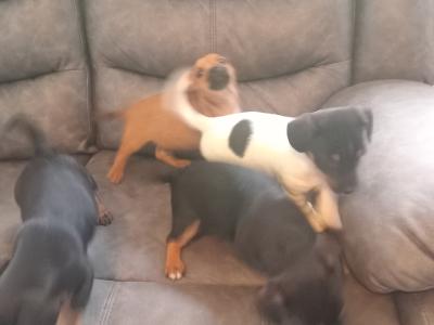Jack Russell puppies in Wicklow