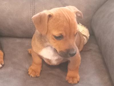 Jack Russell puppies in Wicklow