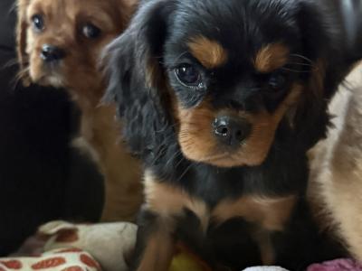 Cavalier King Charles puppies in Sligo