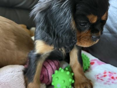 Cavalier King Charles puppies in Sligo