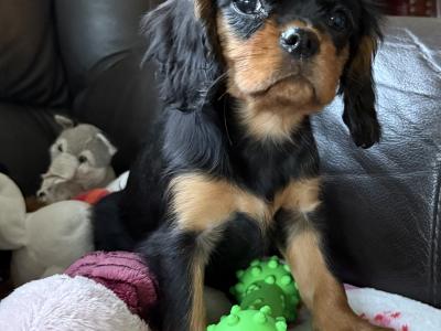Cavalier King Charles puppies in Sligo
