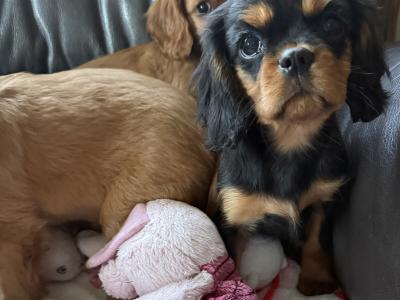 Cavalier King Charles puppies in Sligo