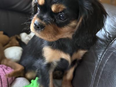 Cavalier King Charles puppies in Sligo