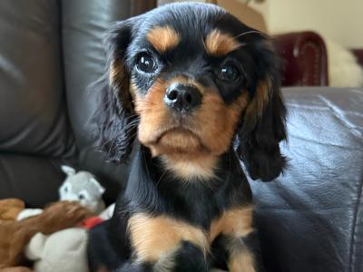 Cavalier King Charles puppies in Sligo