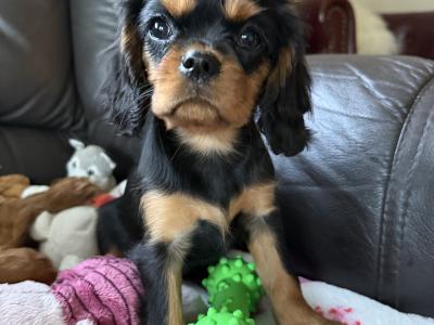 Cavalier King Charles puppies in Sligo
