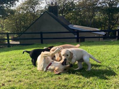 Purebred IKC Registered Black Labrador puppies for sale in Waterford
