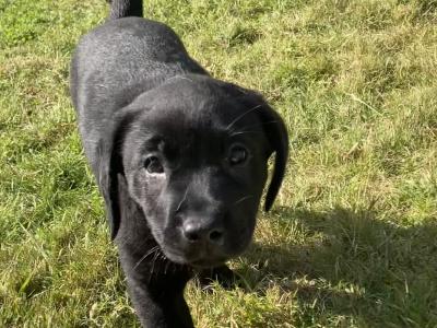 Purebred IKC Registered Black Labrador puppies for sale in Waterford