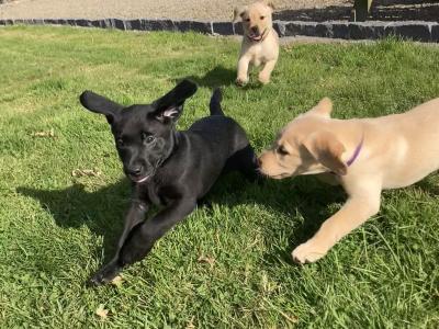 Purebred IKC Registered Black Labrador puppies for sale in Waterford