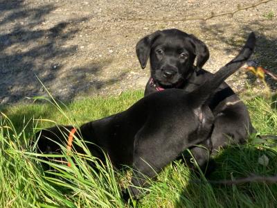 Purebred IKC Registered Black Labrador puppies for sale in Waterford