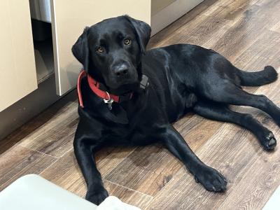 Purebred IKC Registered Black Labrador puppies for sale in Waterford