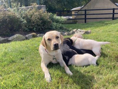 Purebred IKC Registered Black Labrador puppies for sale in Waterford
