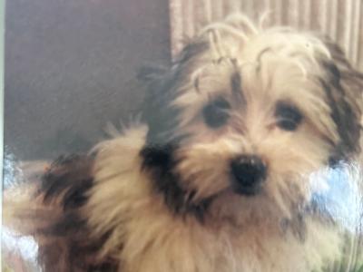 Male Maltese x Shih Tzu dog (Malshi) in Cork