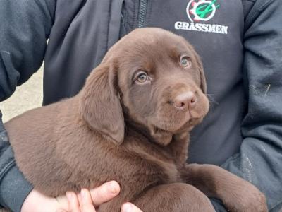 Purebred Chocolate Labrador puppies in Wexford
