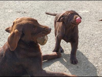 Purebred Chocolate Labrador puppies in Wexford